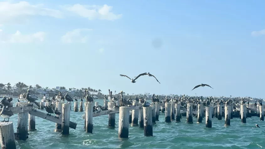 Pelicans gliding gracefully over pilings near the shoreline of Boca Grande