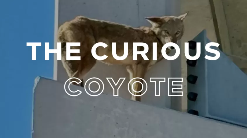 The Curious Coyote Cocktail at The Luminary Hotel, $1 of each purchase will go to support CROW!